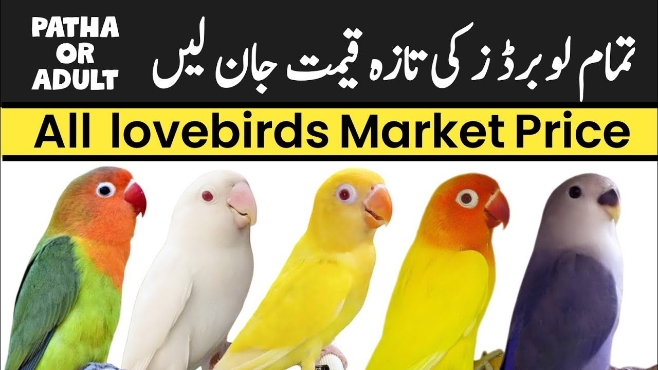 lovebird prices 2025 | lovebird price in Pakistan