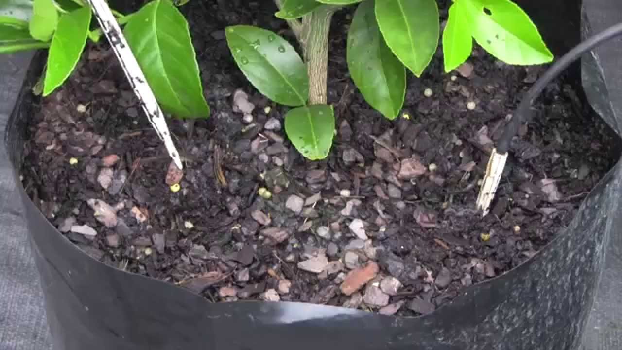 Drip Irrigation in Containerised Nursery Production