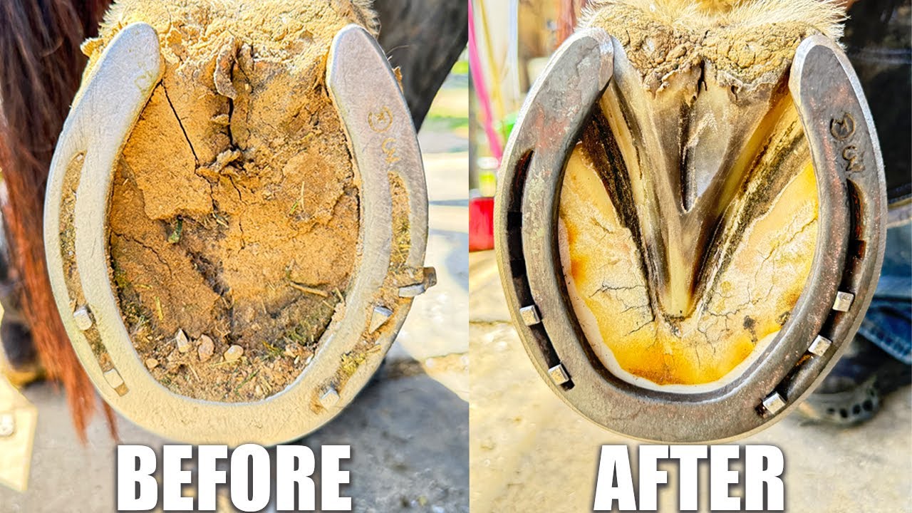 Satisfying Hoof Restoration | 4K FARRIER ASMR