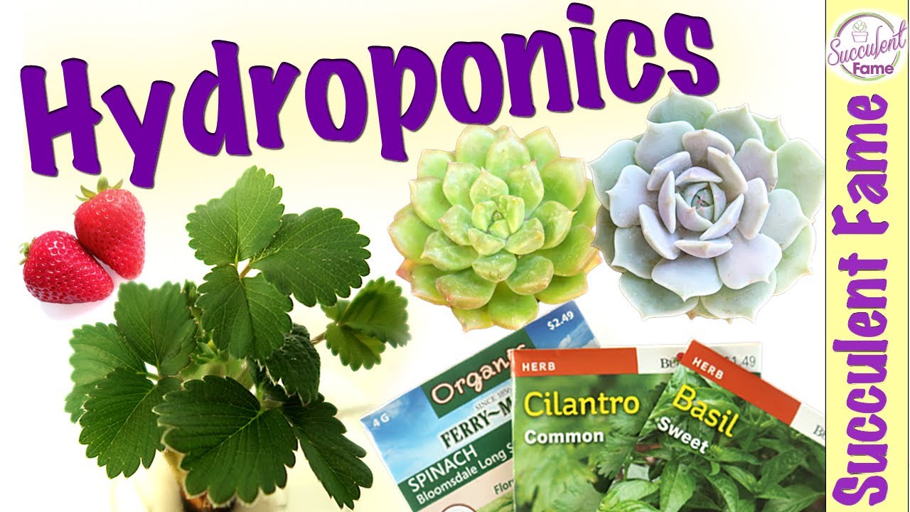 Hydroponic System: How to Grow Succulents, Fruits & Herbs Indoors (With Amazing Updates)