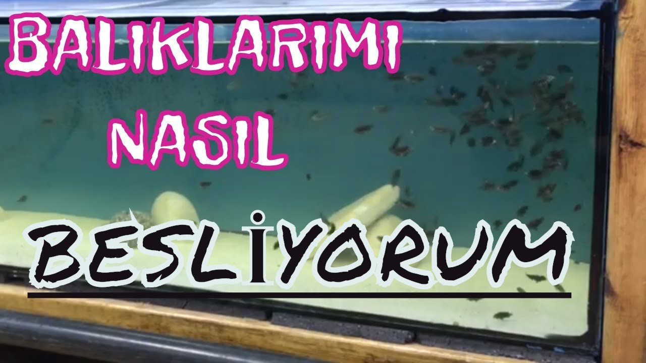YAVRU BALIKLAR NASIL BESLENİR - SOHBET TADINDA