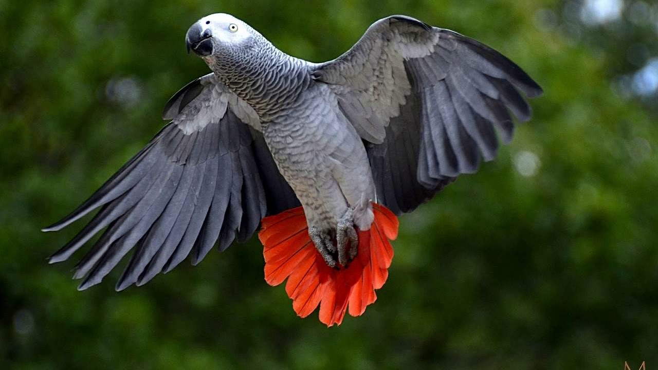 Ngoma Fang Bangba edendang