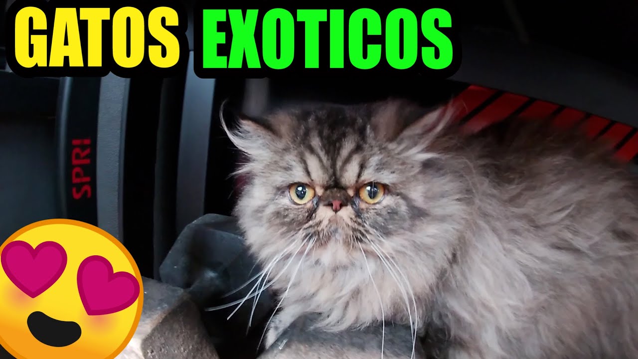 Gatos exótico gatos persa Mario Blogs