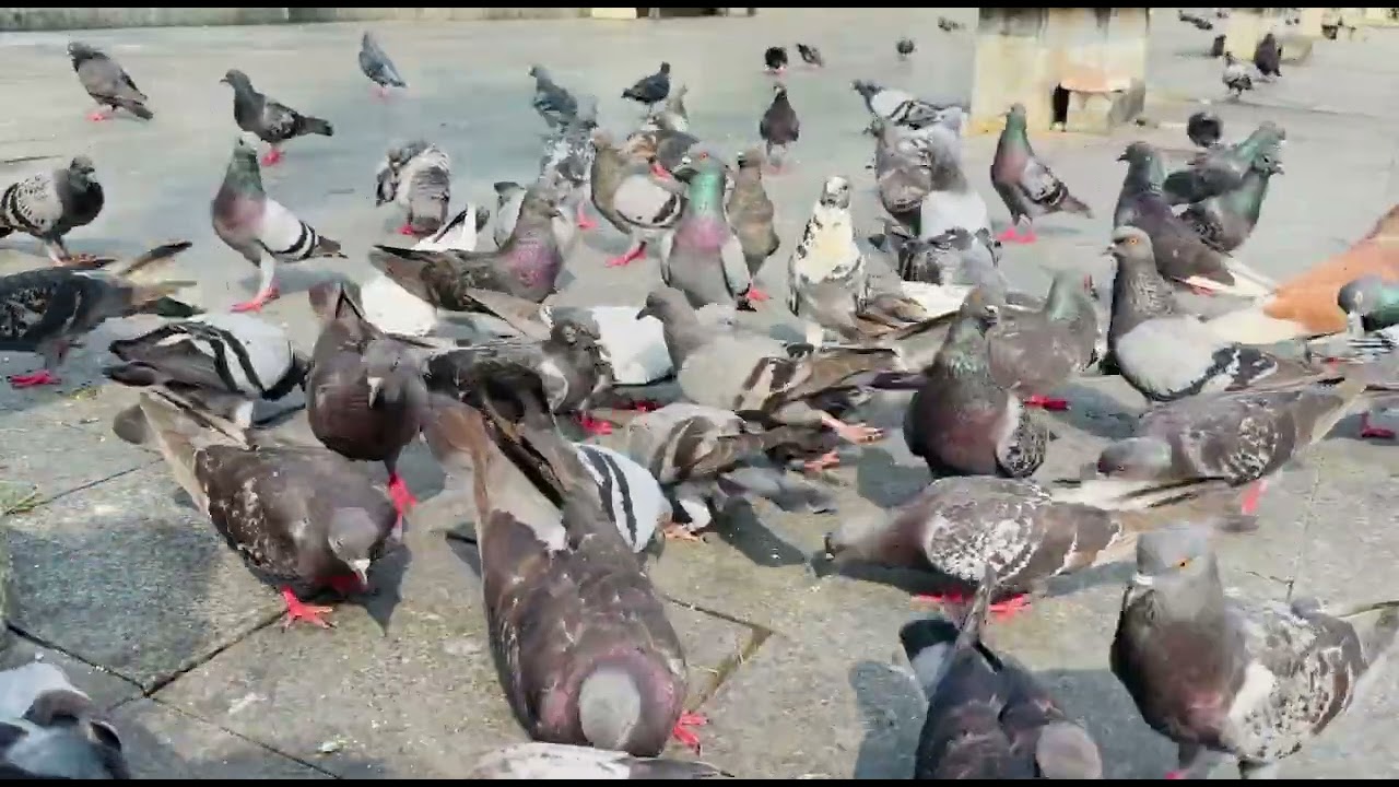 Many pigeons came down and looked very cute.