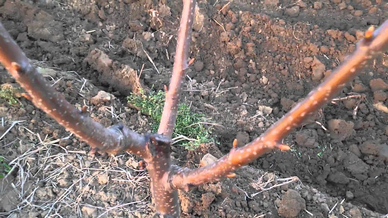 Formiranje vaze - druga godina proleće, posle rezidbe