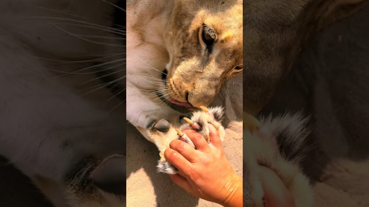HUGE Lion Claws