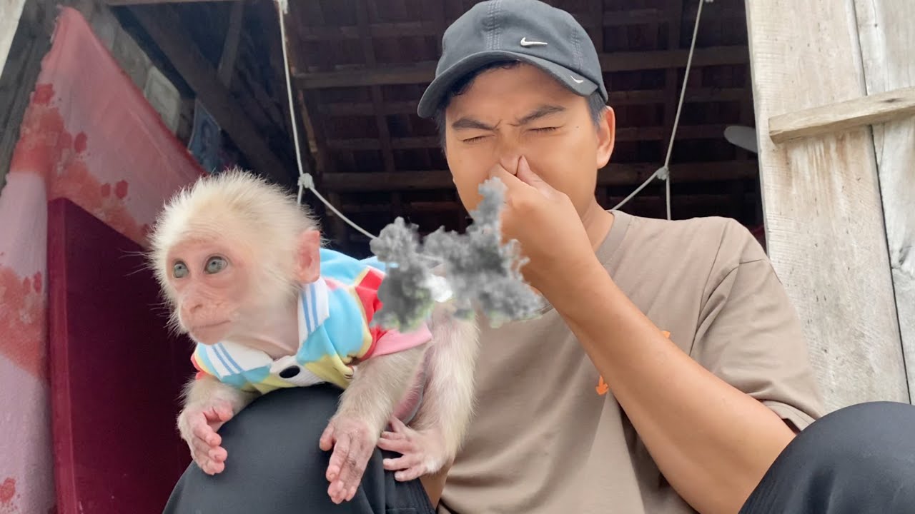 SinSin the Monkey needs help from Dad because he poops