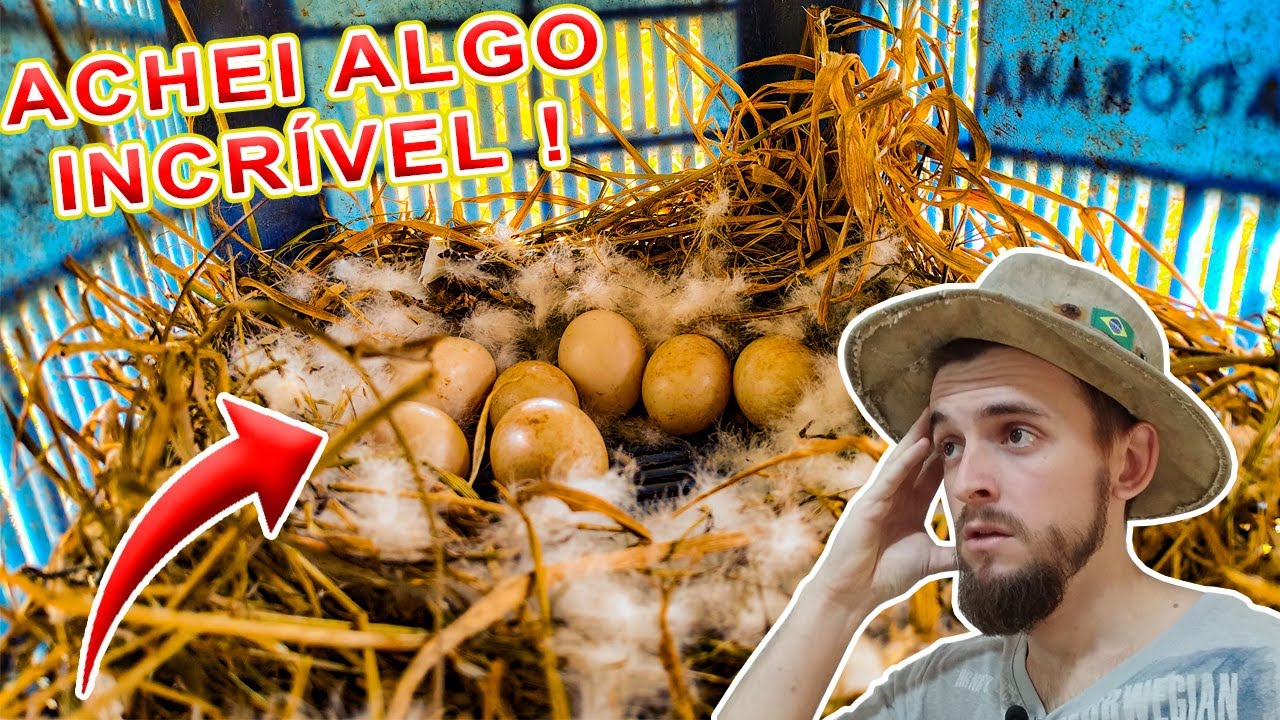 NÃO ESPERAVA ENCONTRAR ISSO NA MINHA CRIAÇÃO DE MARRECOS !