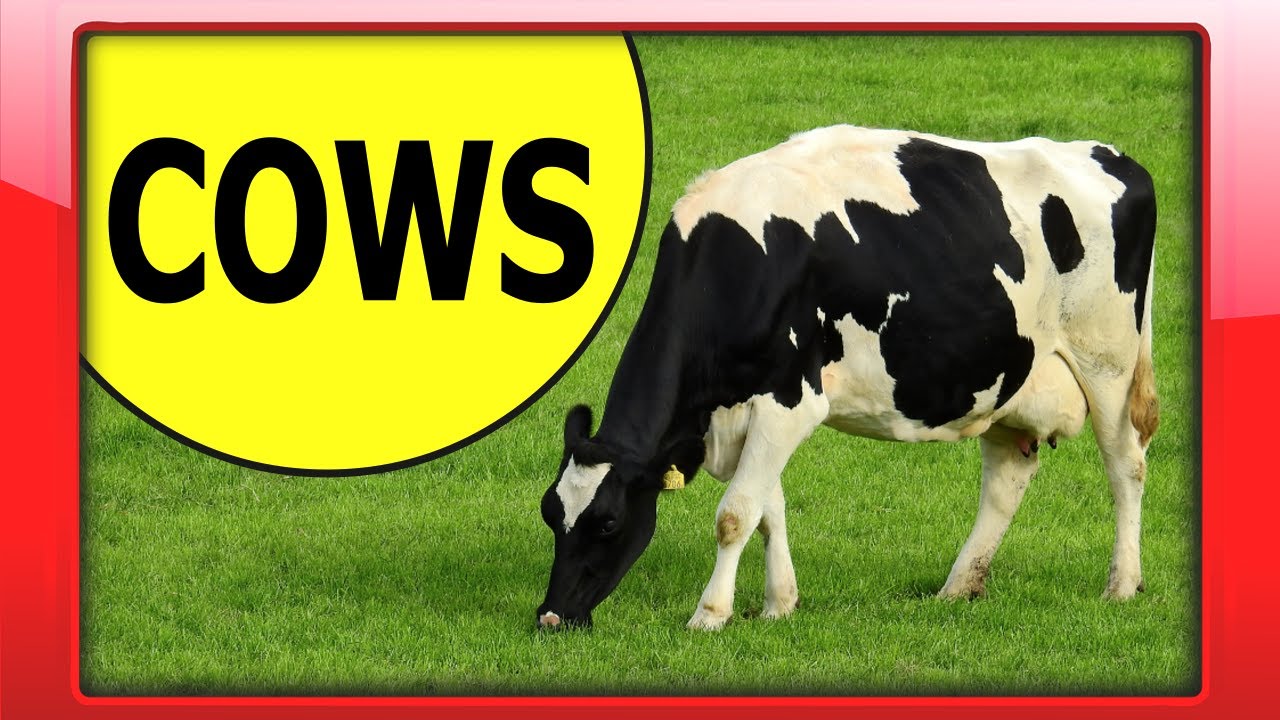 Learn about Cows - Preschool Educational Video | Interesting Facts about Cows for Kindergarten Kids