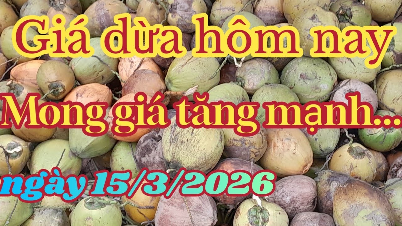 Giá dừa hôm nay, mong giá tăng cho bà con phấn khởi...
