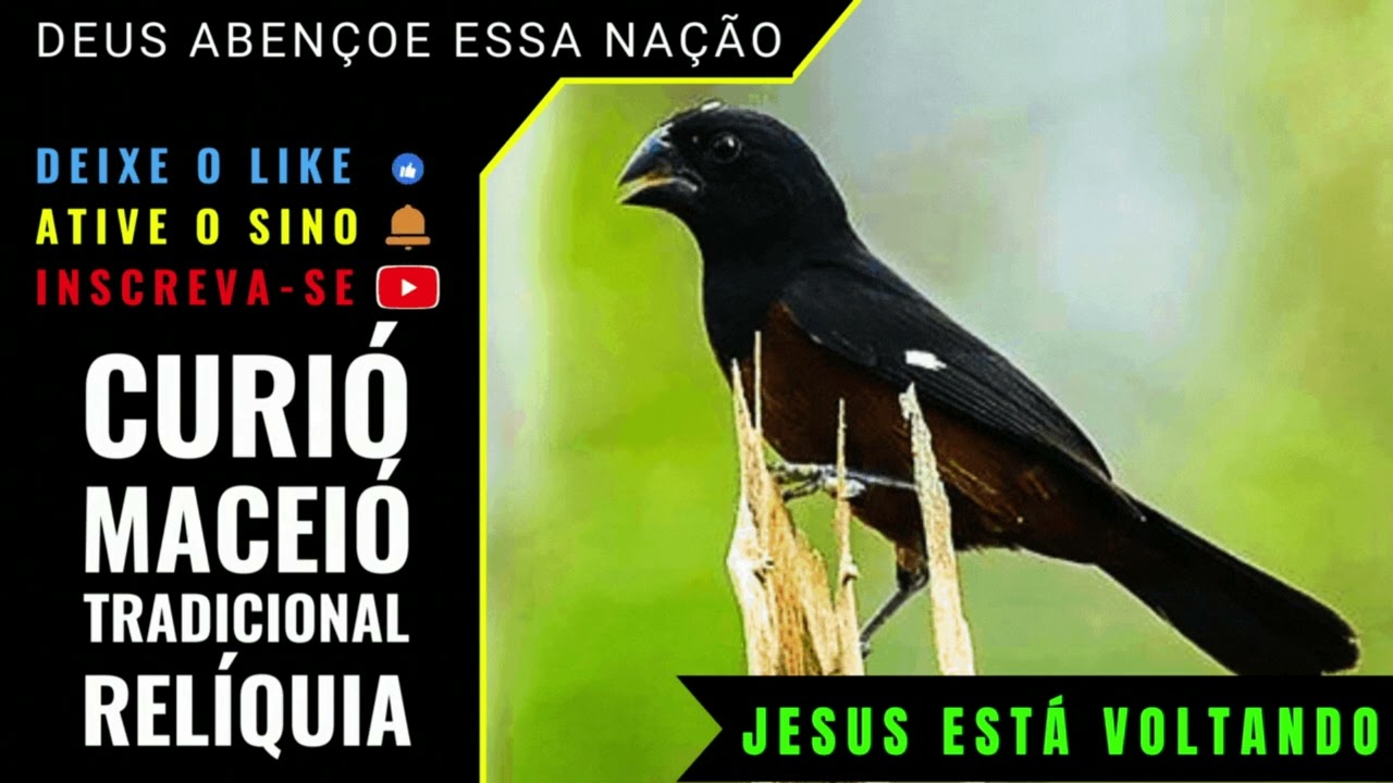 🟢 - CURIÓ MACEIÓ TRADICIONAL - RELIQUIA