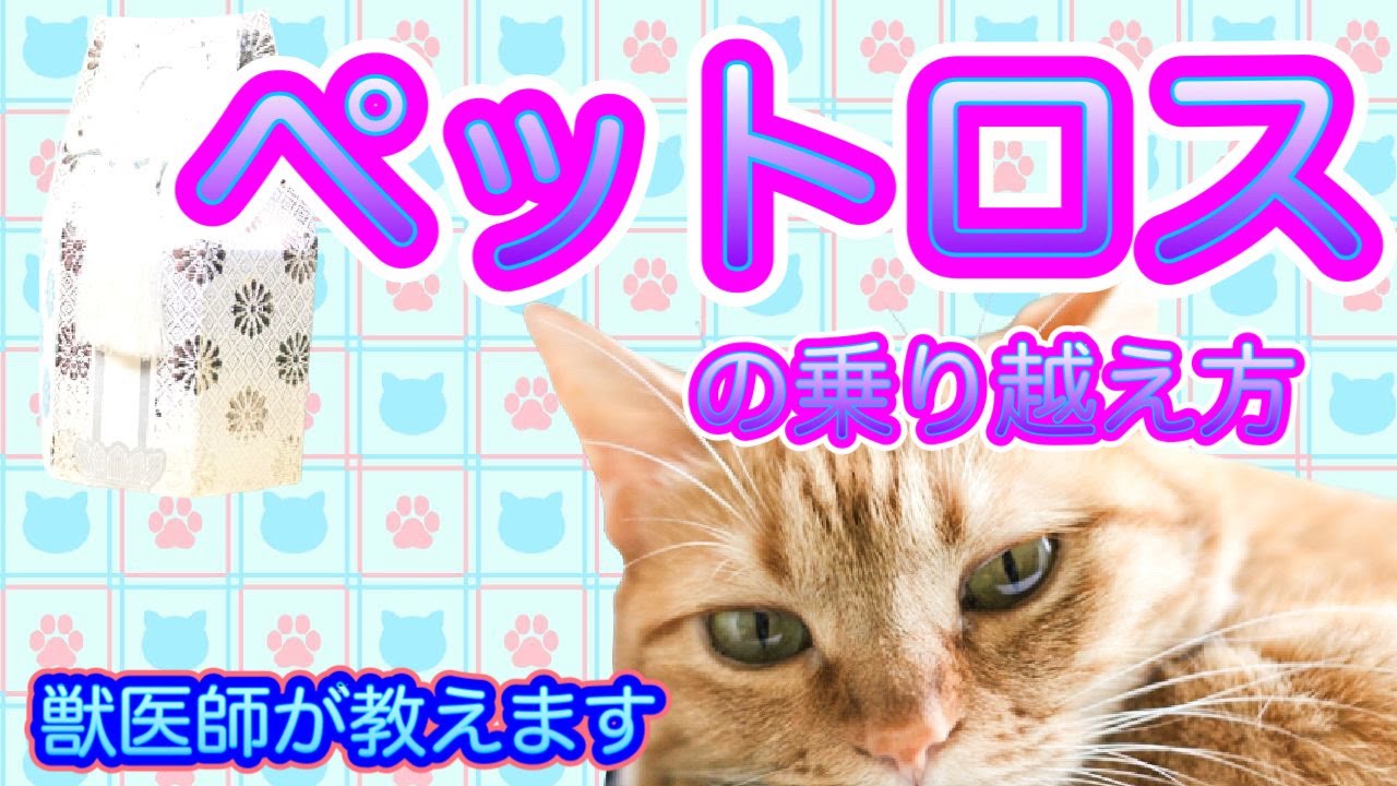【ペットロスの乗り越え方】ペットロスで苦しんでいる飼い主さんへ、立ち直る方法を獣医師が解説-そんなに自分を責めないで‼︎少しずつ克服していこう、少しでも楽になれますように-