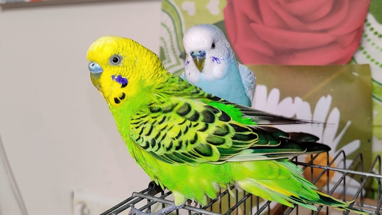 🔴 LIVE pet bird cam 🐦 calm indoor
