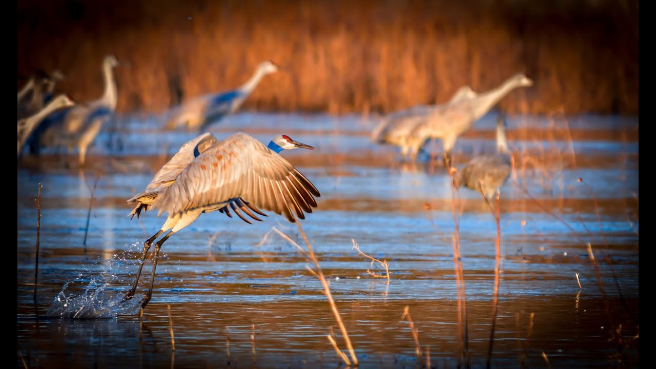 Sandcranes in New Mexico