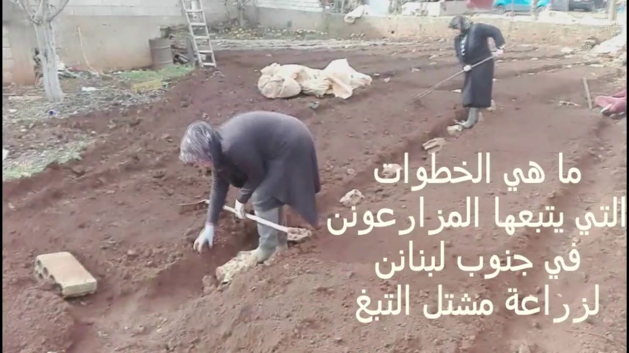 كيف تتم زراعة مشتل التبغ؟ #زراعة التبغ/ الزراعة