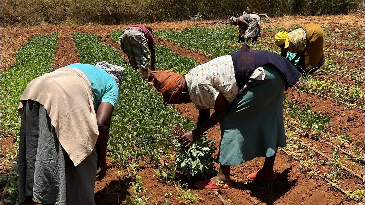 Harvesting Cowpeas (Kunde/ Thoroko)