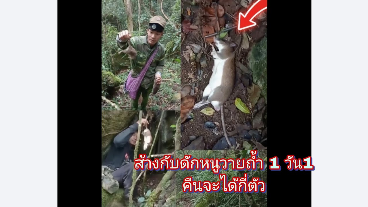 ทำกับดักหมูวายถ้ำ วันนี้จะได้จัดตัว( ມາຢາມກັບຫມູວາຍຖ້ຳຕອນເຊົ້າ ) 
