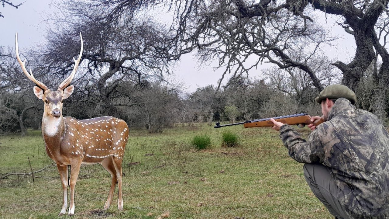 CACERÍA DE CIERVO AXIS !! 🔥🎯🦌 CAZA 