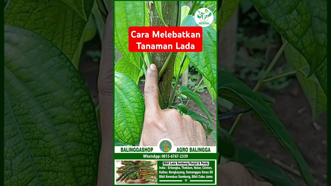 Cara merawat lada agar cepat berbuah lebat #ladaindia #ladasambung #agriculture @Balinggashop