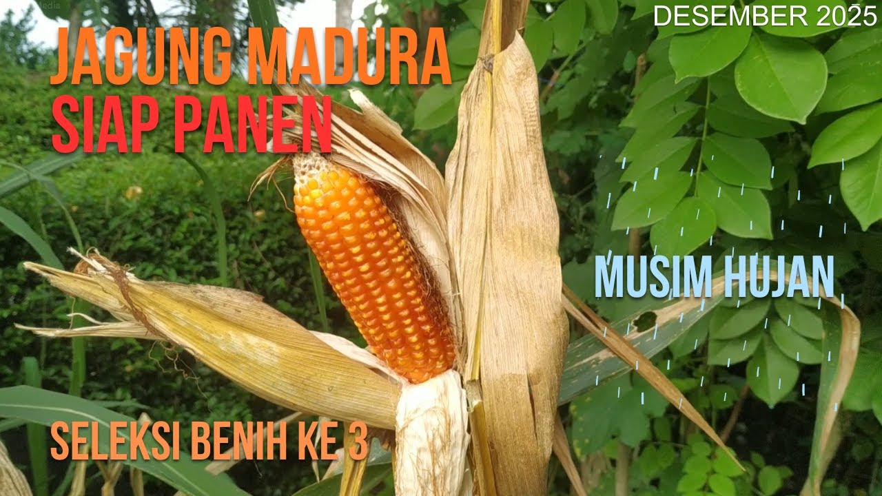 Jagung Madura Tanam ke 3 di Musim Hujan