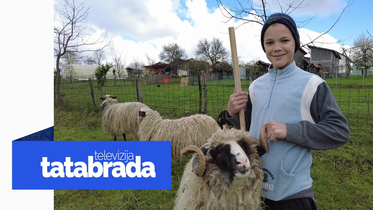 Upoznajte Armina, jednog od najmlađih ovčara BIH