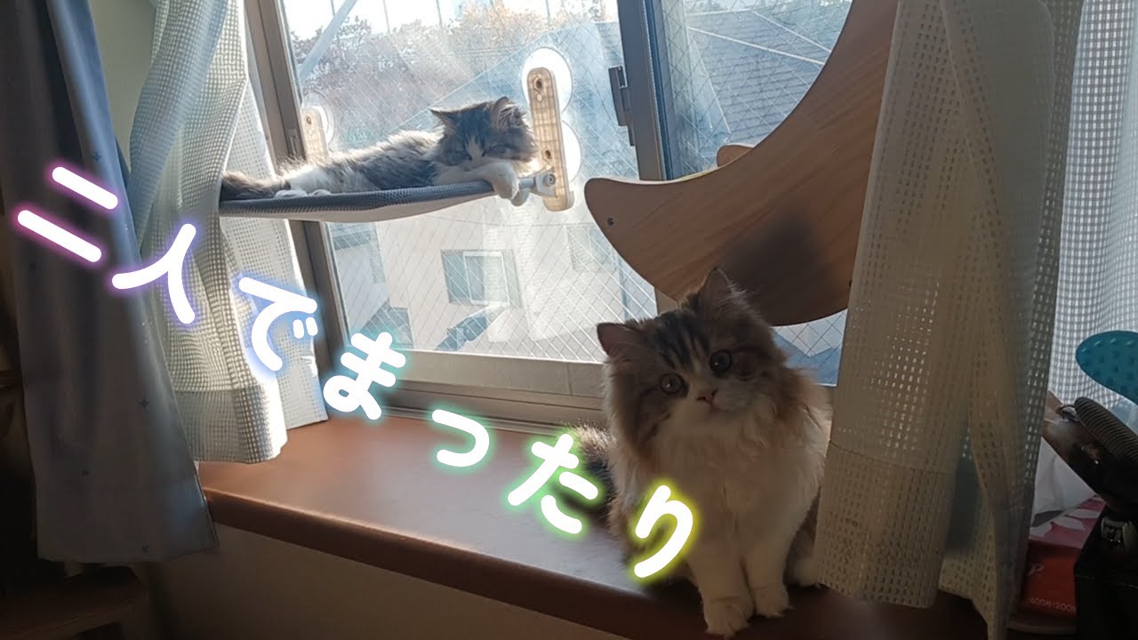 【ミヌエットの未来ちゃん＆永遠ちゃん】２匹仲良くまったりと♡