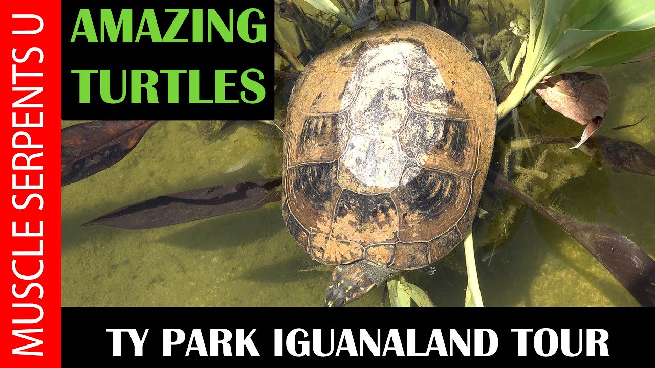TY PARK'S IGUANALAND TOUR: PART 1- TURTLES