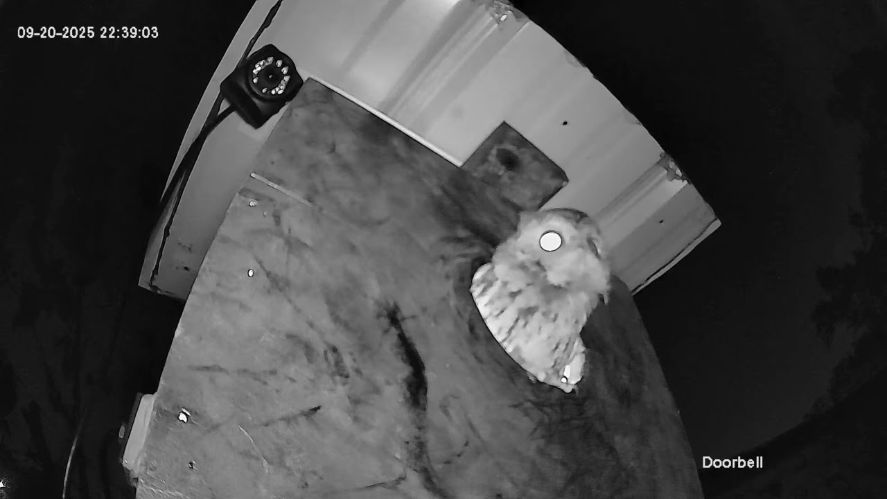 Alvin stopped in, getting ready for next season 🦉🥚🥚 few months of courtship