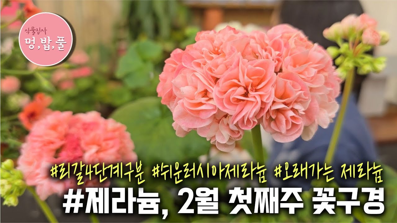 제라늄,2월첫째주 꽃구경  #리갈4단계구분 #쉬운러시아제라늄  #오래가는제라늄