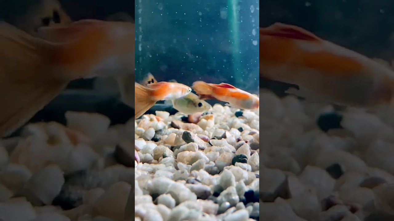 Guppy fish mating . #shorts #aquarium