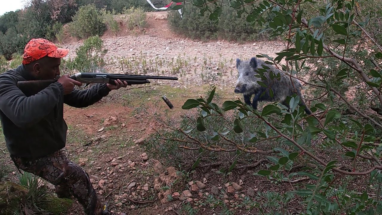 Hunting Wild Boar: PART 3-Season 2022 || SIDI BOUDARGA - KHEMISSET