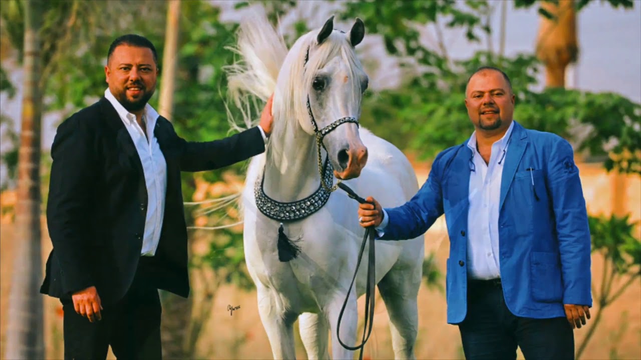 El Farida Stud History