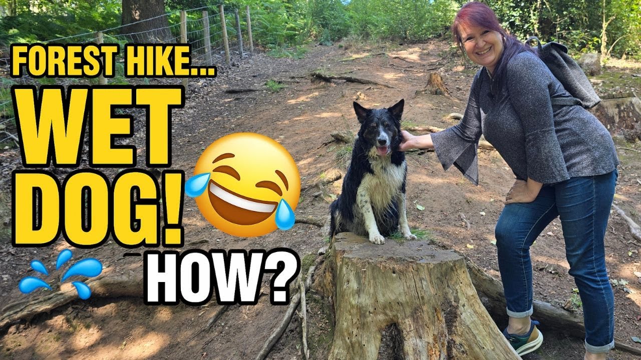 Crazy Border Collie Can’t Stay Dry on a Forest Hike!