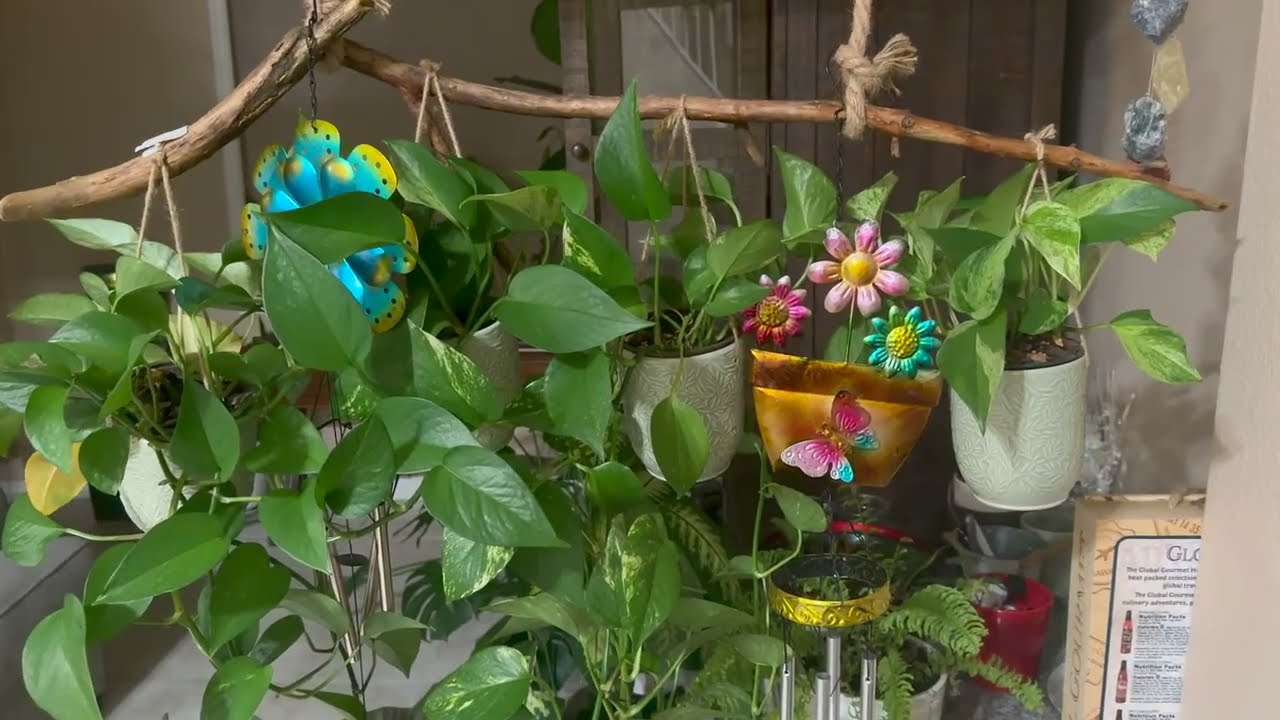 🪴Mira como propag&oacute; mi Planta de Pothos o Tel&eacute;fono es F&aacute;cil y R&aacute;pido 