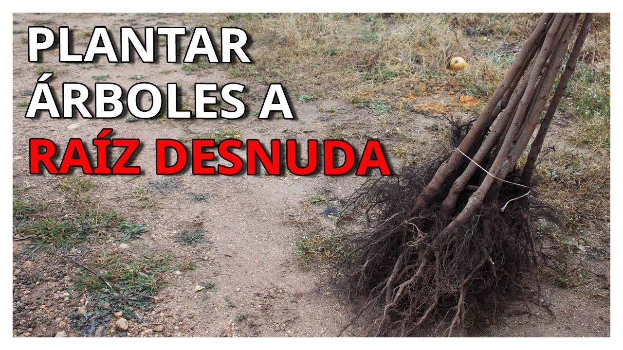 Cómo PLANTAR ÁRBOLES a Raíz Desnuda❓👉PODA de FORMACIÓN y de Raíz a arboles jóvenes (Caqui ECO)