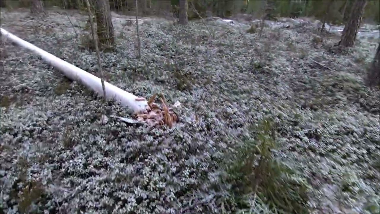 Käsittelykoealat, osa 6B: männikkömosaiikin mittaustuloksia