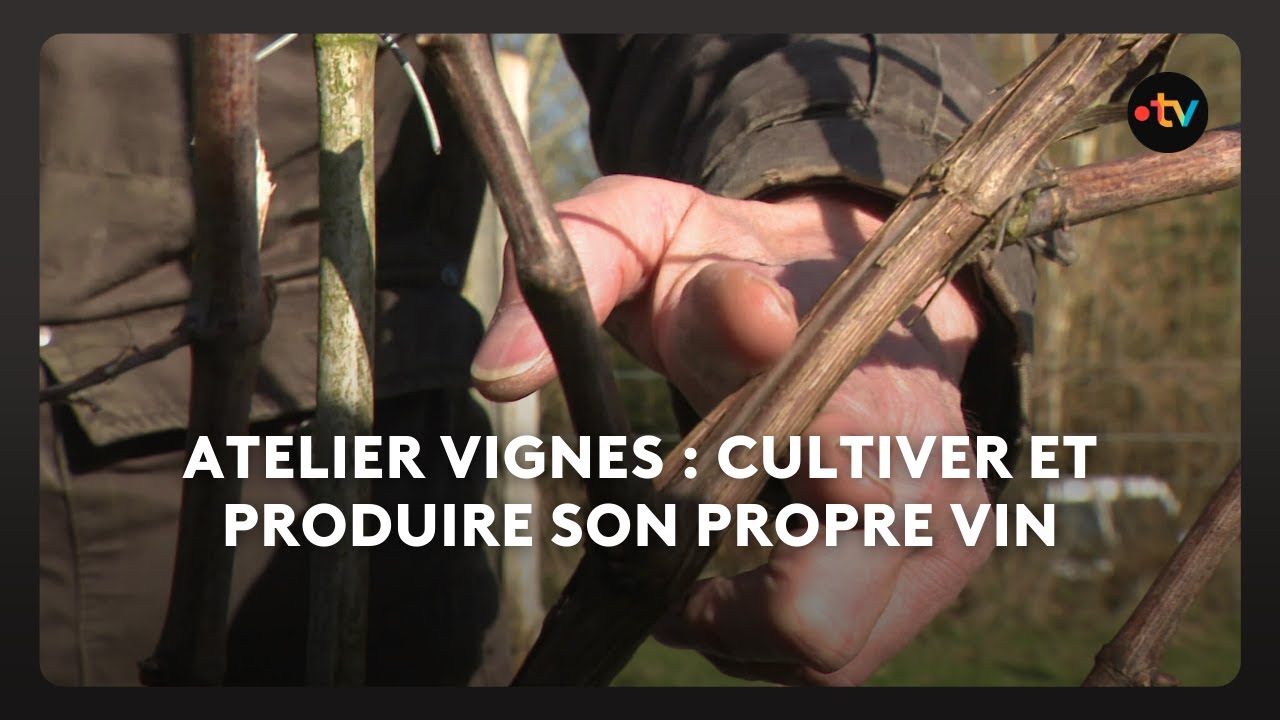 Des ateliers et formations pour produire son propre vin