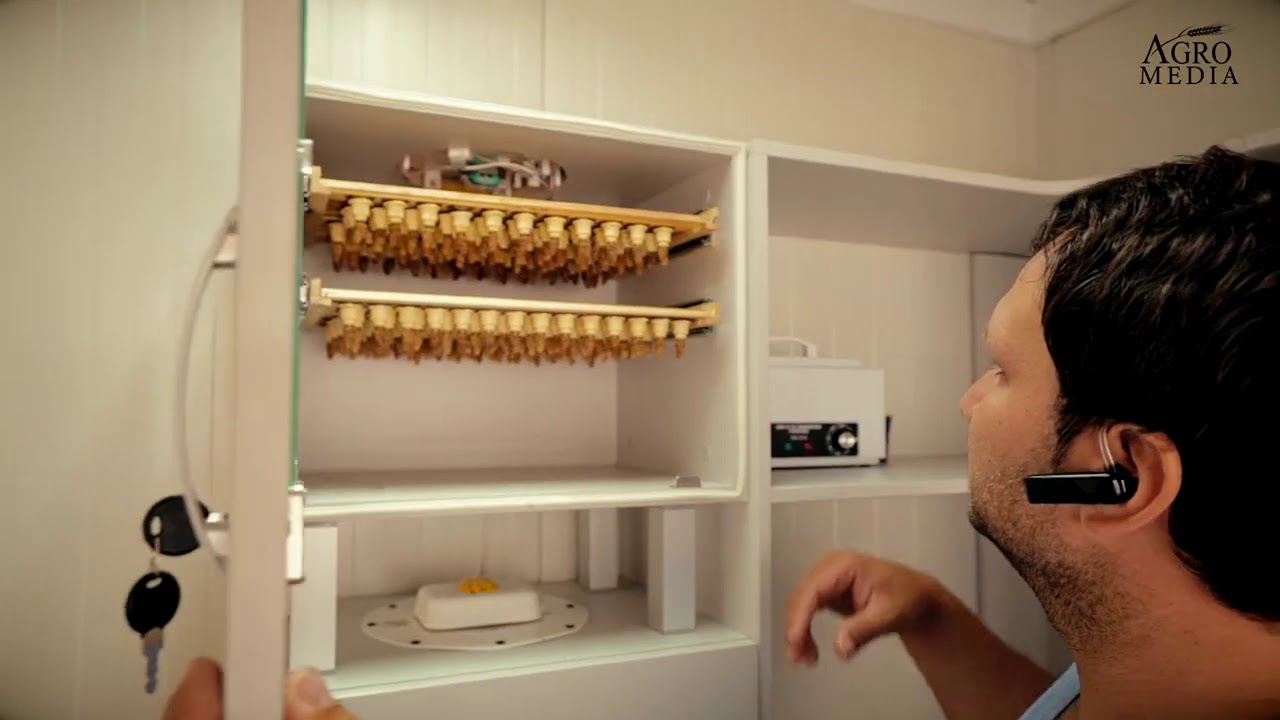ÎNSĂMÂNȚAREA ARTIFICIALĂ A REGINELOR DE ALBINE, ACUM ȘI ÎN LABORATOR