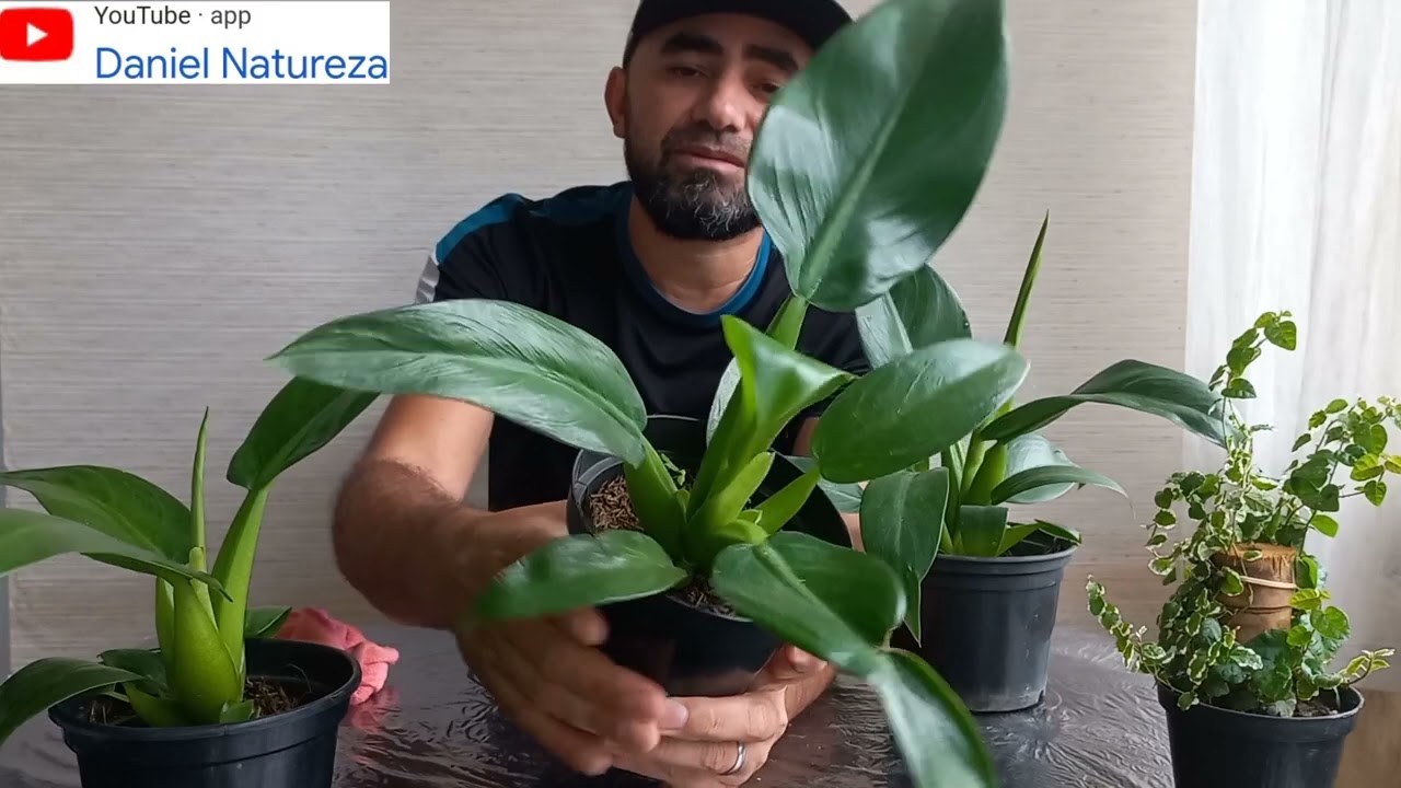Como fazer muda de Pacova mas dica de cultivo @GoreteRocha @RobertodaTitan08Oficial