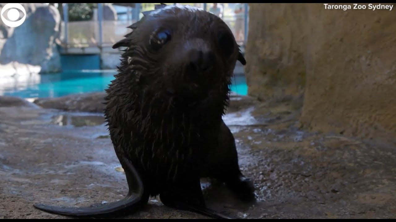 Seal pup makes its debut at zoo in Australia