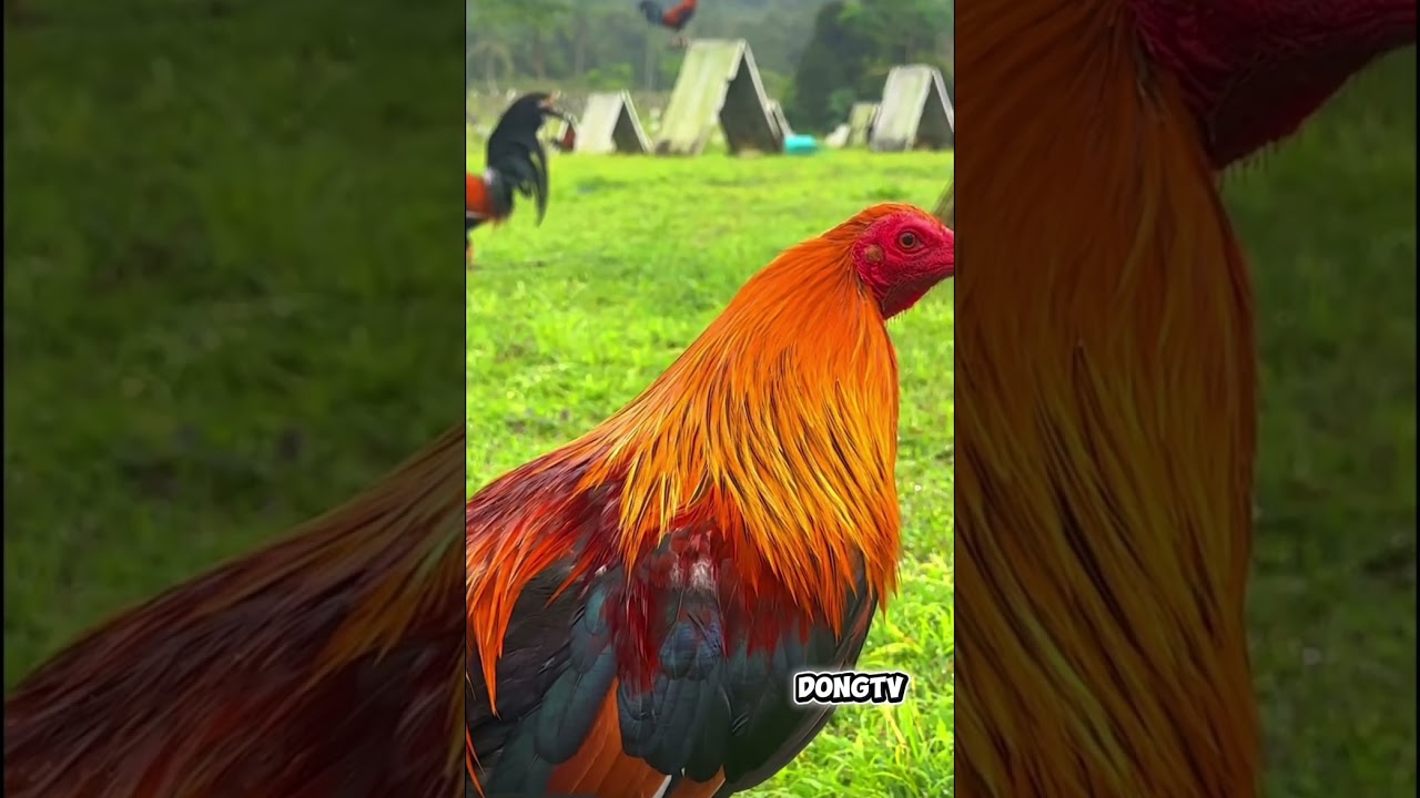 BEST GAMEFOWL COMPILATION 012