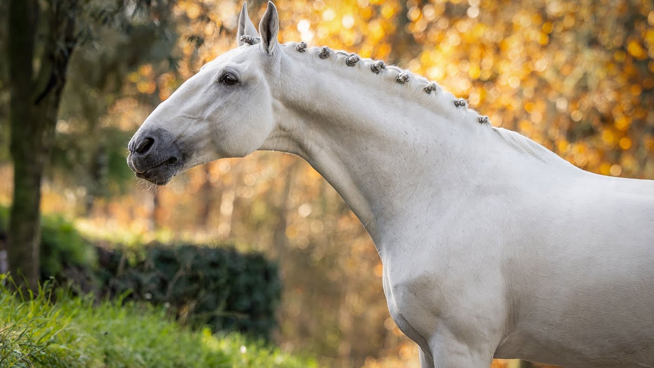 Horse for Sale | Licensed Lusitano Schoolmaster performing at GP level (REF#904)