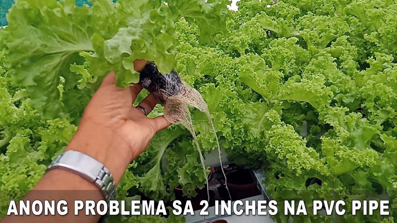 2-Inches PVC Pipe NFT System: No Water Overflowing | Easy Hydroponic Farming at Home