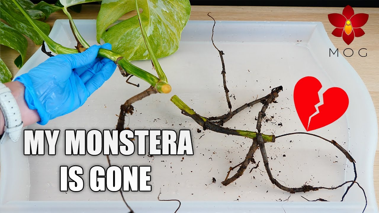 Trying to save my Monstera Borsigiana Albovariegata from crown, stem & root rot.. and failing 💔