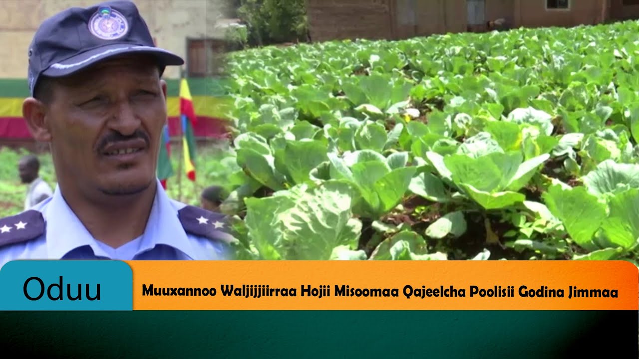 Muuxannoo Waljijjiirraa Hojii Misoomaa Qajeelcha Poolisii Godina Jimmaa