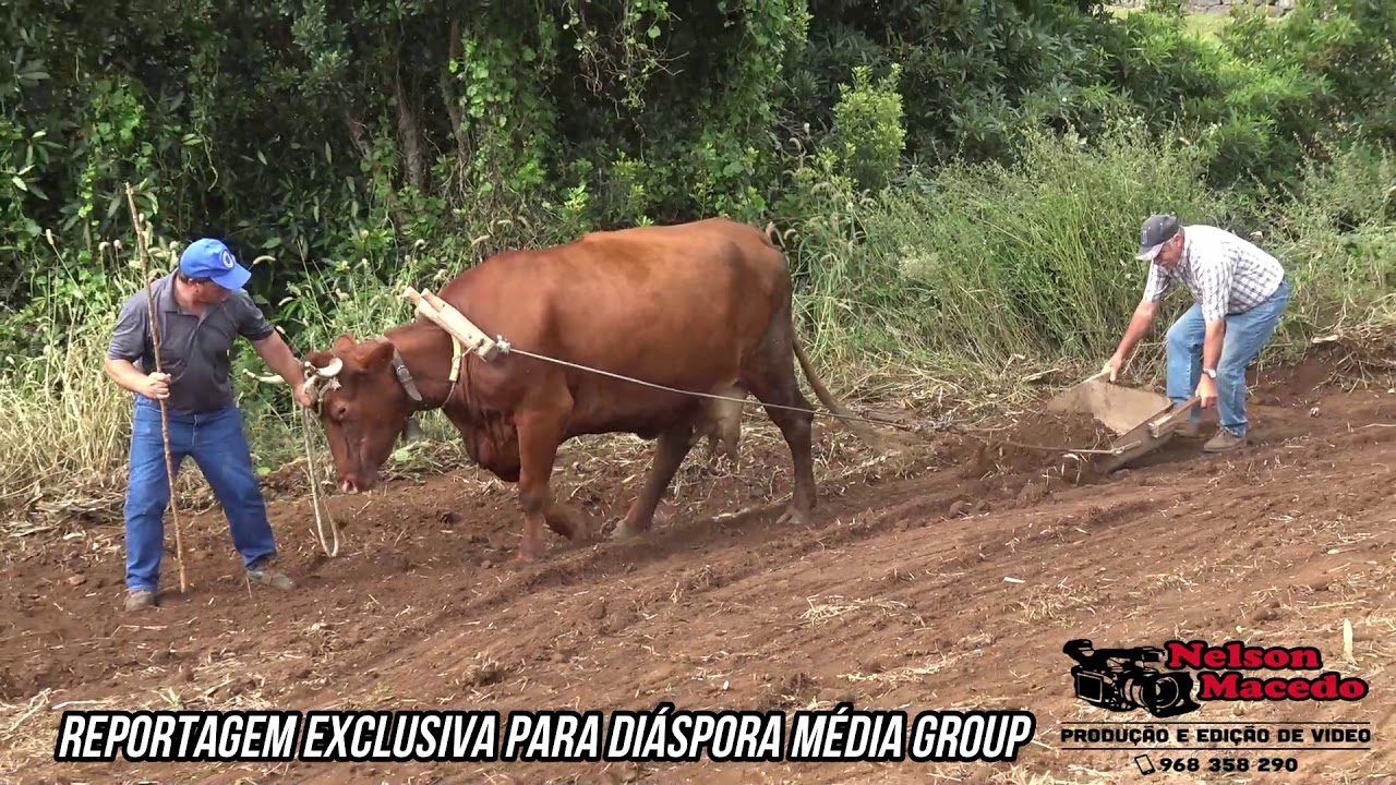 Escrepar &agrave; Moda Antiga - Vila do Topo 2019 - Ilha S&atilde;o Jorge A&ccedil;ores