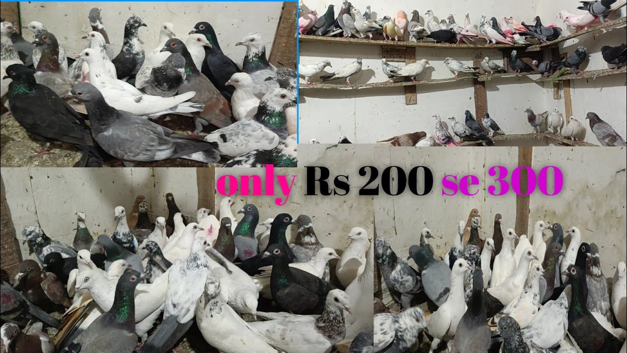 New pigeon  95482 67795 madrasi Punjabi kabutar Dasi kabutar gola kabootar meerut pigeon sale 