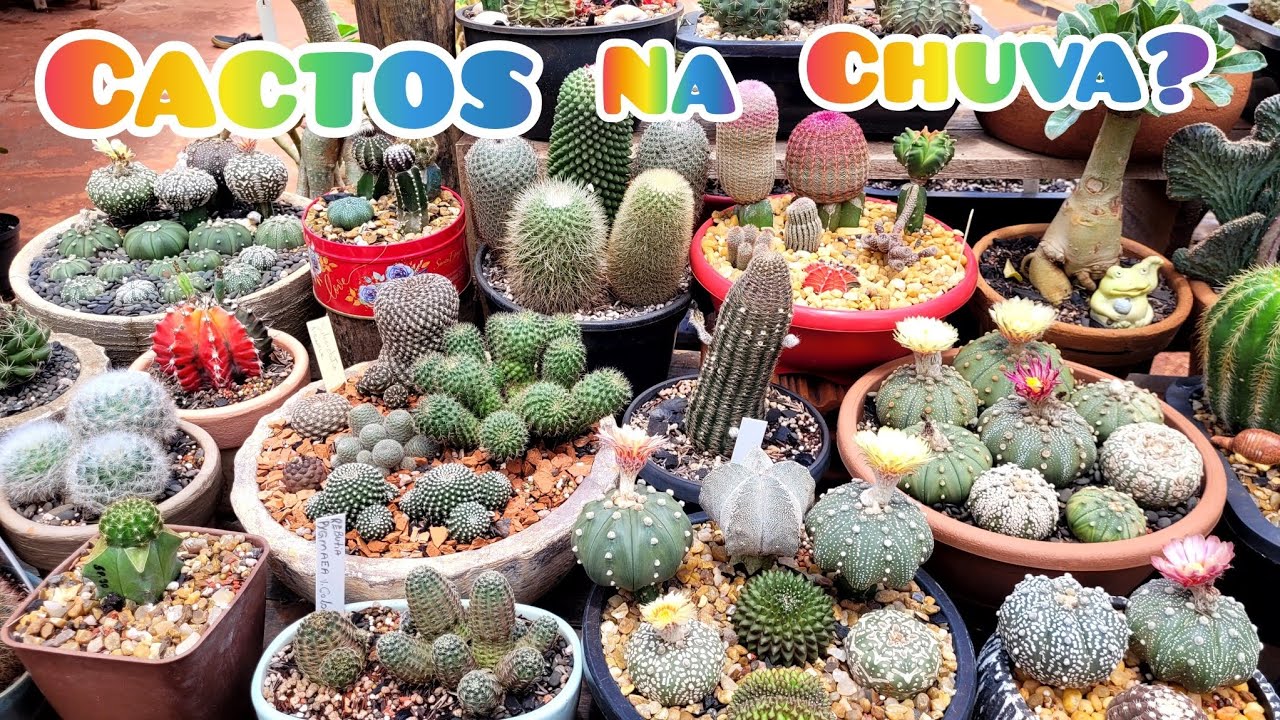 CACTOS DA CHUVA ? DA CERTO? VEM CONFERIR COMIGO NESSE TOUR. #plantas #cactus #jardimdecactos