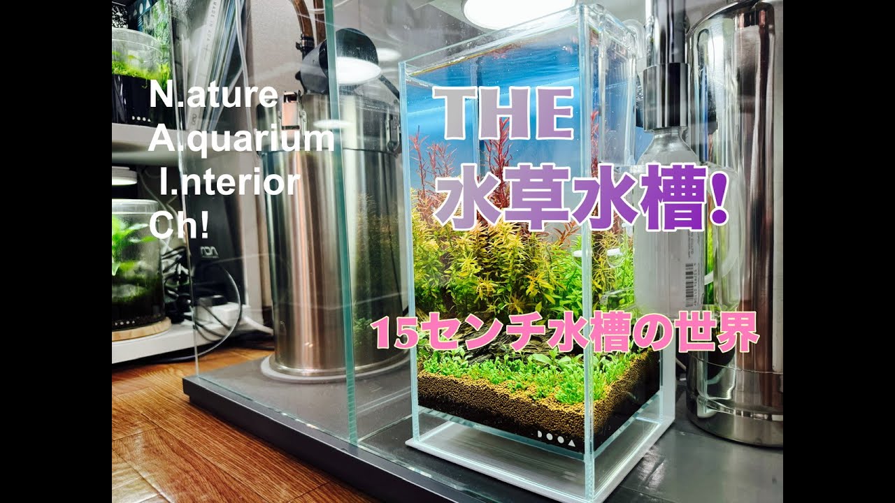 THE水草水槽！15センチ水槽の世界（ネオグラスエア編）