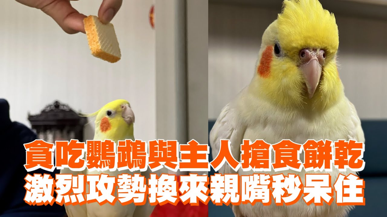 貪吃鸚鵡與主人搶食餅乾　激烈攻勢換來親嘴秒呆住